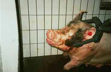 Schwein wird mit Stromzange betäubt