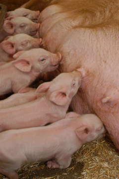 Säugendes Mutterschwein mit Ferkel