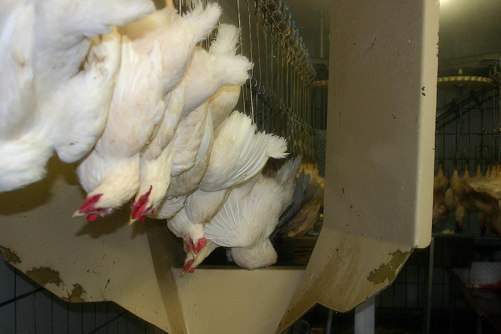 Huhn Rupfen Huhn Rupfen