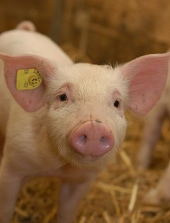 Schlachthof Transparent Schweine